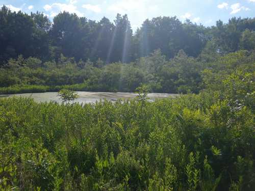 A small wetland surrounded by ferns and wild grasses sits before a verdant forest, haloed by a streak of sunlight.