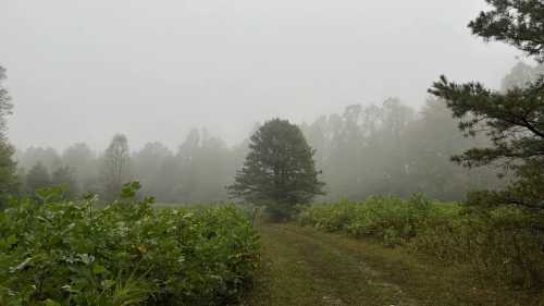 A grassy trail surrounded by meadows and ominous trees sits under a heavy fog with one lone tree peeking out.