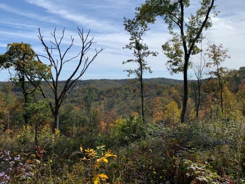 An overlook view looks out over an early fall forest with a few lone trees in the foreground.