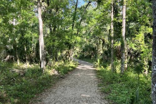 Rocky path through greenery at Wekiwa Springs State Part