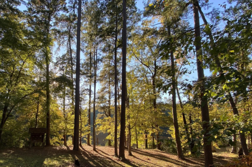 View of trees, leafy ground, and blue skies along a hike in a Mississippi state park