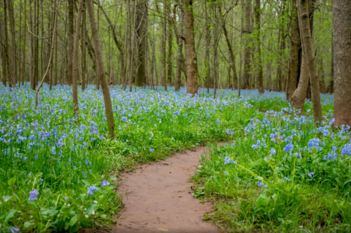 25 Things I Still Have to Do in Virginia in 2025