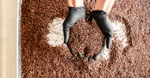 Latex-gloved hands lift crushed cacao beans toward the camera.