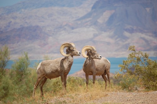 two bighorn sheep standing with lake mead in the background