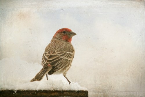 A house finch sitting on a backyard feeder after a snowfall in Zanesville, Ohio.