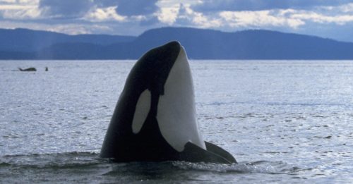 An orca emerges from the water to survey its surroundings near San Juan Island in Washington.