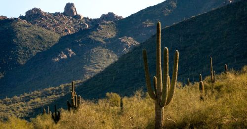 scenic view of desert and cactus in McDowell Mountain Preserve