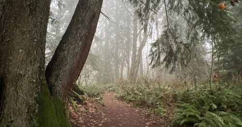 A dirt trail winds through a Washington rainforest on a foggy day.