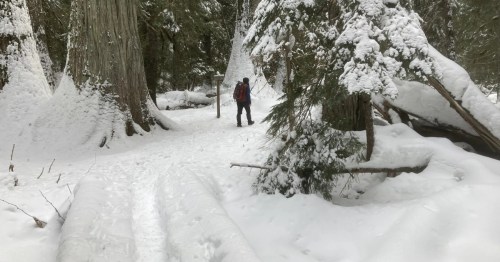 A person hikes along a snow-covered trail in a forest that looks like a winter wonderland.