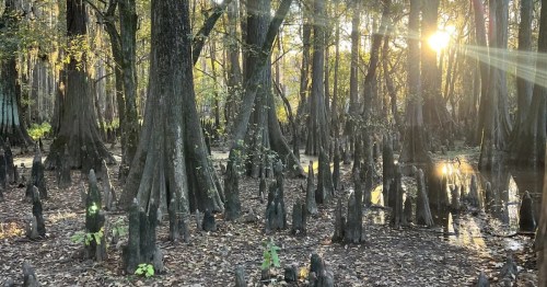 view of cypress trees and a swamp at caddo lake state parking lot texas