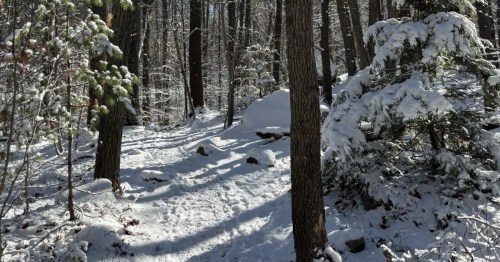 a trail covered in snow leads through a forest of pine trees with snow-covered branches in massachusetts