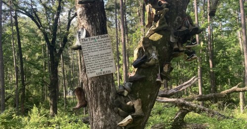 Various shoes hang from a tree on the Tree of Soles hiking trail in Louisiana.