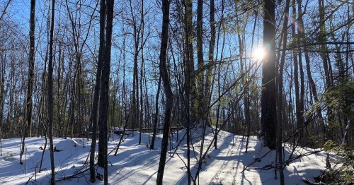 Sunlight filters through forest trees, casting shadows across the snow.
