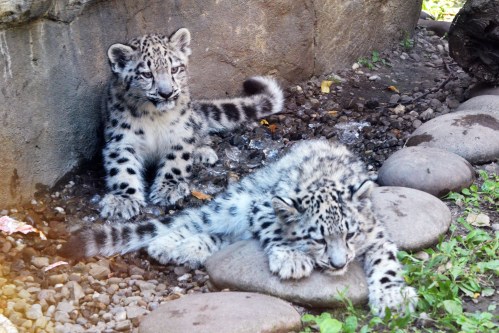 Two snow leopards bask on rocks in the sun at the Akron, Ohio Zoo.