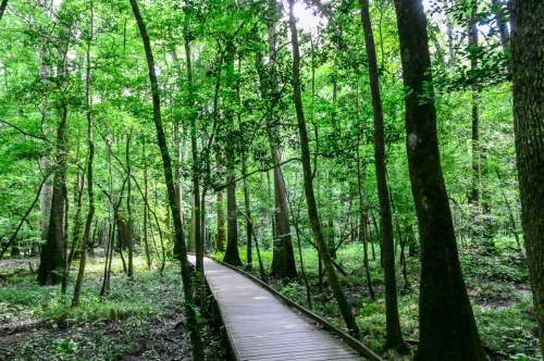 The green hues as the sun peaks through the canopy of tall trees along the boardwalk trail.