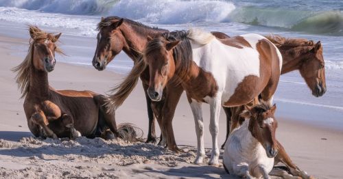 close up of horses on Assateague Island in Maryland