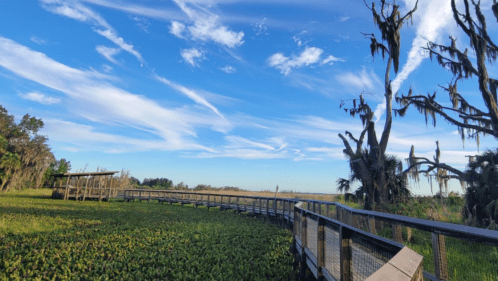 A boardwalk trail cuts through the marsh under a beautiful blue sky.