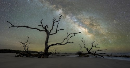 A sky full of stars in above a beach with three trees without leaves.