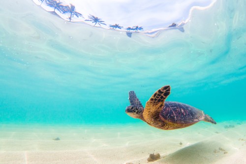Endangered Hawaiian green sea turtle gliding through the warm Pacific Ocean near Hawaii.