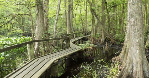 Footbridge in a mangrove forest surrounded by trees in Highland Hammock State Park.