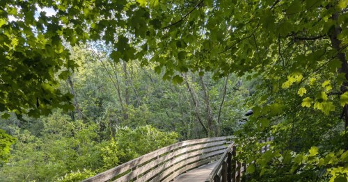 A wooden boardwalk curves through a lush, green forest under a canopy of vibrant maple leaves in Maine.