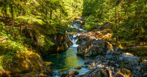A small waterfall tumbles into a slow creek in an Oregon forest.