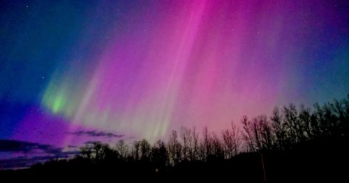 Vibrant magenta and green aurora borealis streaks across a dark sky above a silhouetted treeline.