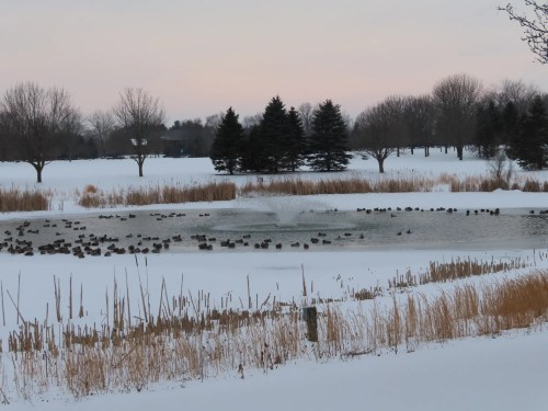 A faded orange sky lurks over a snow-surrounded lake with a fountain, undisruptive to the waterfowl flocking there.