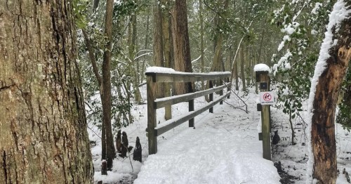 Snowy wooden bridge leading into a quiet, winter forest with cypress knees and a "No Horses" sign.