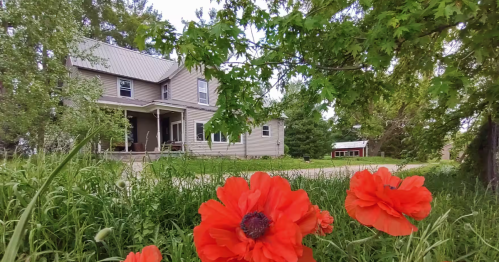 Scenic Delphi, Indiana country home Airbnb with a historic farmhouse and vibrant red poppies in the foreground.