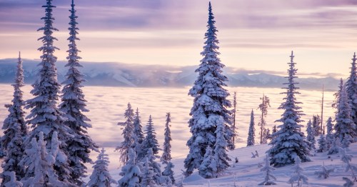 snowy forest trees and cloudy skies during the winter in flathead national park in montana