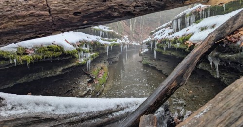 Icicles hang from mossy rock ledges over a stream in a snowy Pennsylvania gorge, creating a frozen waterfall scene.