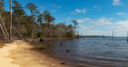 winter trees lining the sand next to a river in Goose Creek State Park in North Carolina
