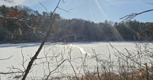 A frozen lake glimmers under bright sunlight, framed by bare winter branches and a dense evergreen forest.