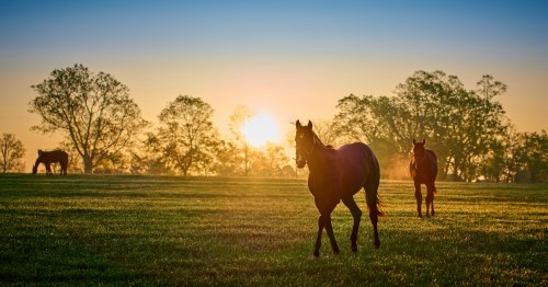 Several horses graze in a pasture in Kentucky as the sun sets.