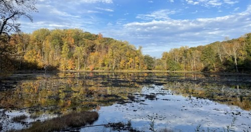 A vibrant autumn forest of yellow and orange trees reflects in the glass-like surface of a calm pond under a blue sky.