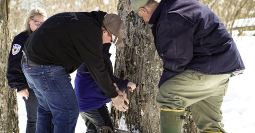 A man and a boy tap a maple tree at The Rocks property in Bethlehem, New Hampshire. Another man and a woman stand on either side of the tree.