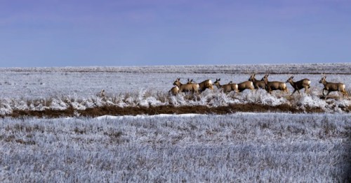 Herd of deer running along a snow-dusted ditch bank between frosted fields under a clear blue sky in rural Kansas.