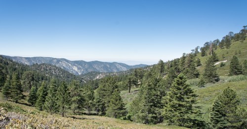 lush forest green tree atop a mountain in southern california