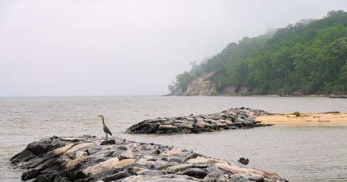 a bird sitting atop rocks on the shore at westmoreland state park in virginia