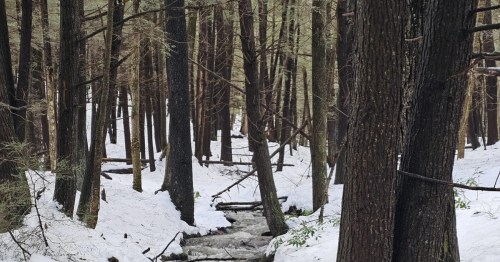 A narrow stream flows through a dense, snowy forest of dark tree trunks and fallen branches under a soft winter light.