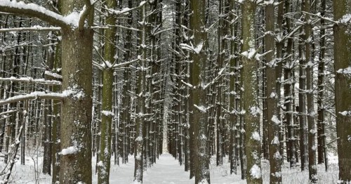 Snow-dusted pine trees stand in perfectly straight, parallel rows, creating a deep perspective through a wintry forest.