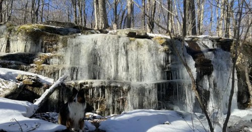 A fluffy, dark-coated dog sits in the snow before a massive wall of frozen icicles and bare winter trees.