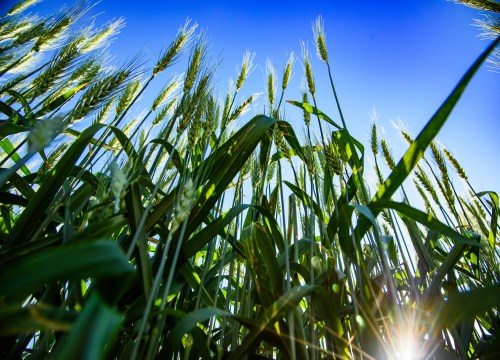 Low-angle view of young wheat plants growing under the summer sun in North Dakota, with green shoots and soil visible.