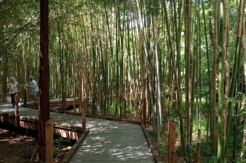 A boardwalk winds around a large bamboo forest.