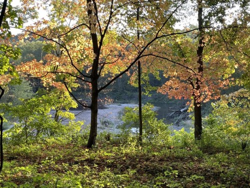 Colorful trees flanking river shoreline