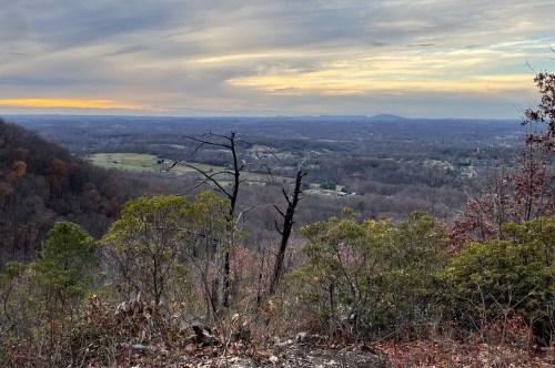 A burnt tree sticks out among the others during a sunset.
