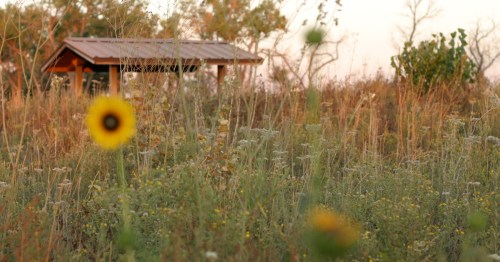 Wildflowers and tall grass in a field at sunset with a wooden picnic shelter at Cimarron National Grassland, Kansas.