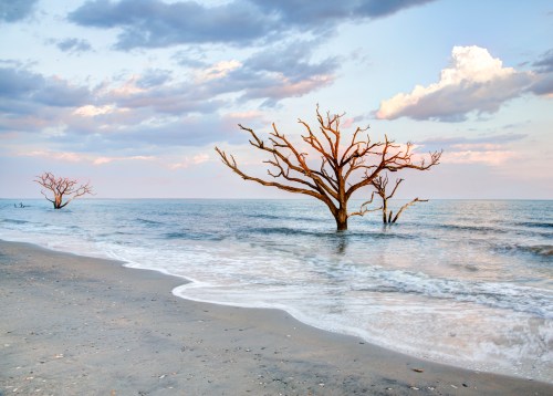 Dead trees on beach in South Carolina