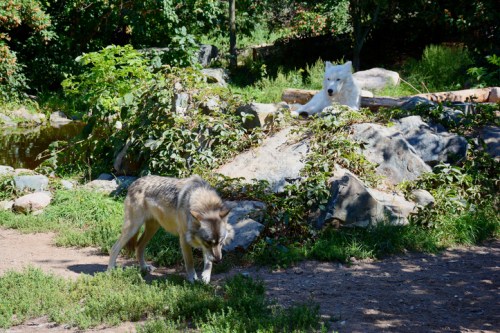 Summer capture of a gray wolf and arctic wolf, in an outdoor habitat at the International Wolf Center in northern Minnesota.